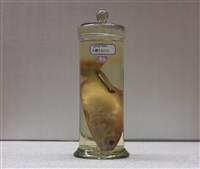 藏品(低鰭舵魚)的圖片